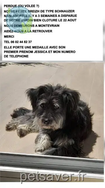 chienne reunited 77144 Montévrain Breizh