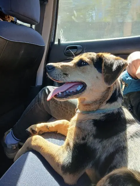chienne reunited   77300 Fontainebleau Freya