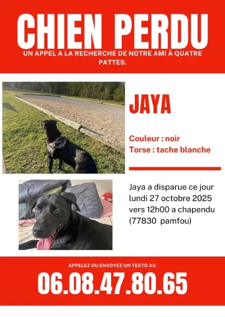 chienne reunited   77830 Pamfou Jaya