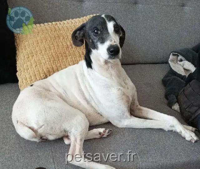 chienne reunited   77670 Saint-Mammès Jewel