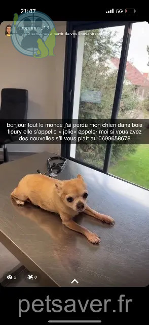 perra reunited 77410 Claye-Souilly jolie