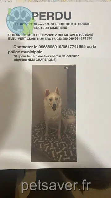 chienne reunited 77170 Brie-Comte-Robert Livia