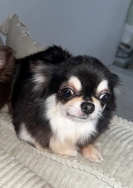 chienne reunited   77910 Barcy Ruby