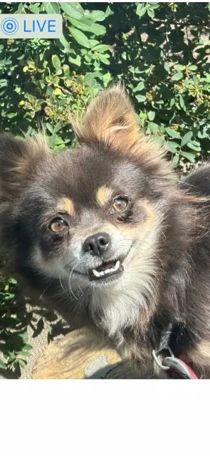 chienne reunited   77610 Fontenay-Trésigny Ruby