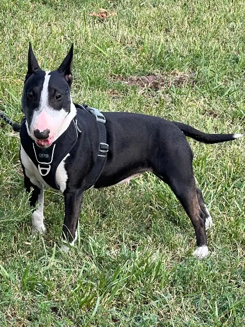 chienne reunited   77230 Longperrier Ulyssia