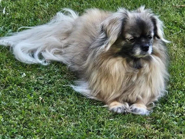 chienne reunited   78125 Raizeux Jade