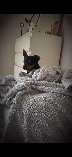 chienne reunited   78410 La Falaise Jehna