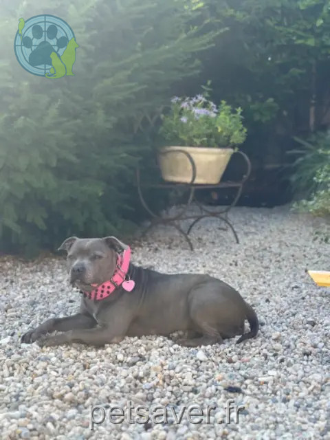 chienne reunited   78440 Jambville Kayla