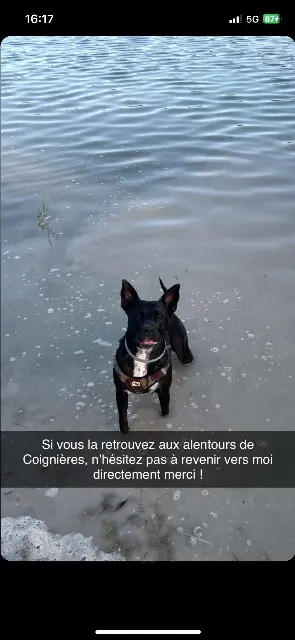 chienne reunited   78310 Coignières Kyrra