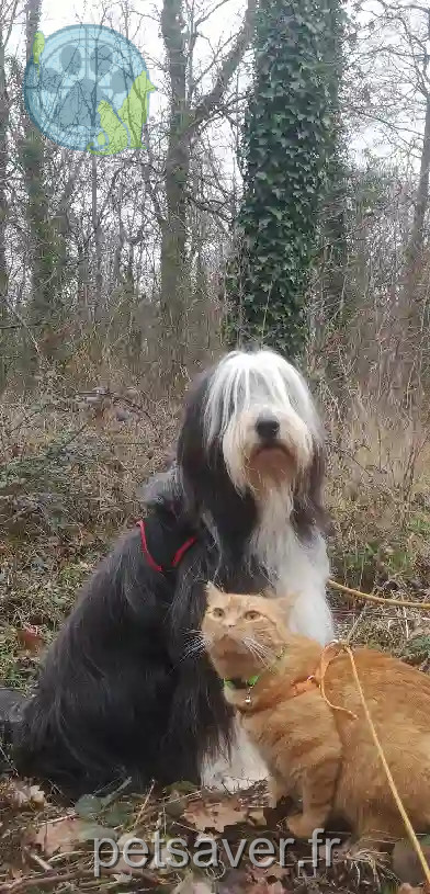 Chienne Trouvée 78 Yvelines - Rumba Chienne Trouvée 78 Yvelines - Rumba