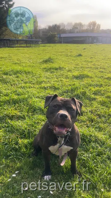 chienne reunited   78430 Louveciennes Sayan