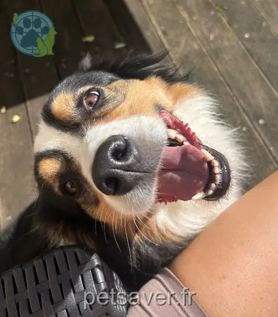 chienne reunited   78250 Meulan-en-Yvelines Telma