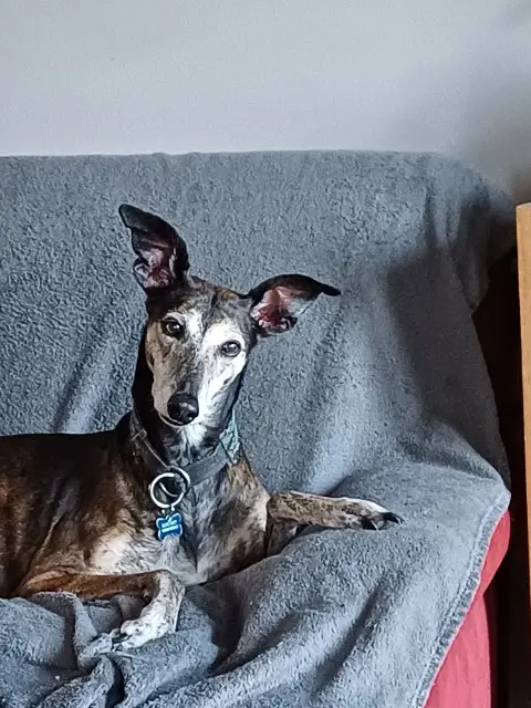 dog reunited   79160 Villiers-en-Plaine Bander