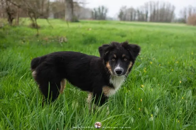 chienne reunited   79120 Lezay Brookie
