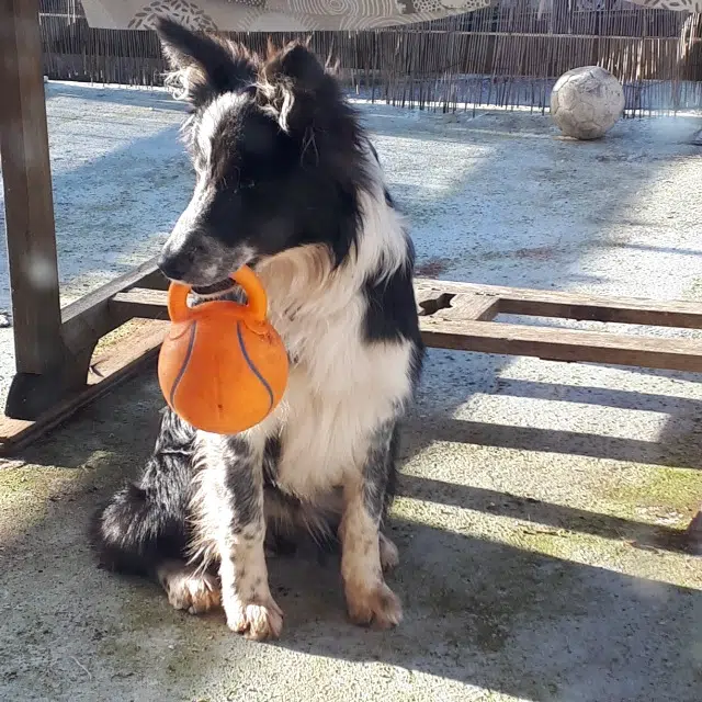 chienne reunited   79120 Lezay Plume