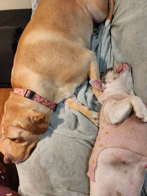 chienne reunited   79160 Saint-Laurs ROSE ET UGHUETTE