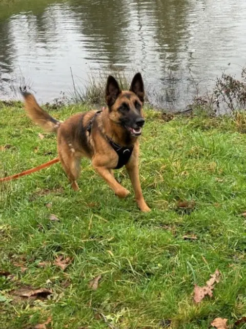 chienne reunited   79400 Nanteuil Shanna