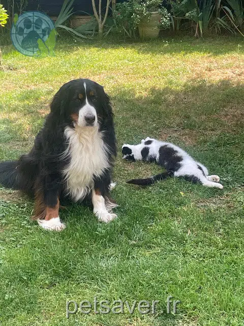 chienne reunited   79400 Azay-le-Brûlé Sissi