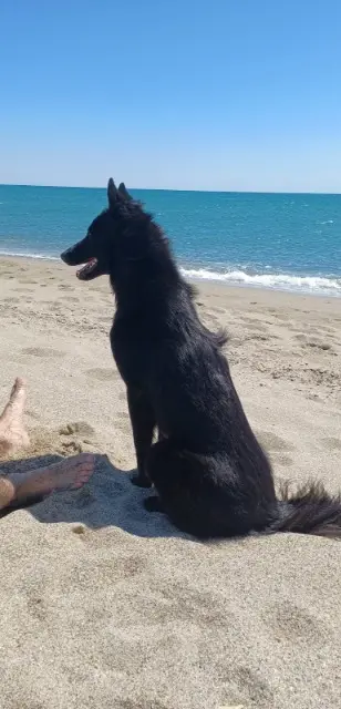 chienne reunited   79000 Niort Skylie