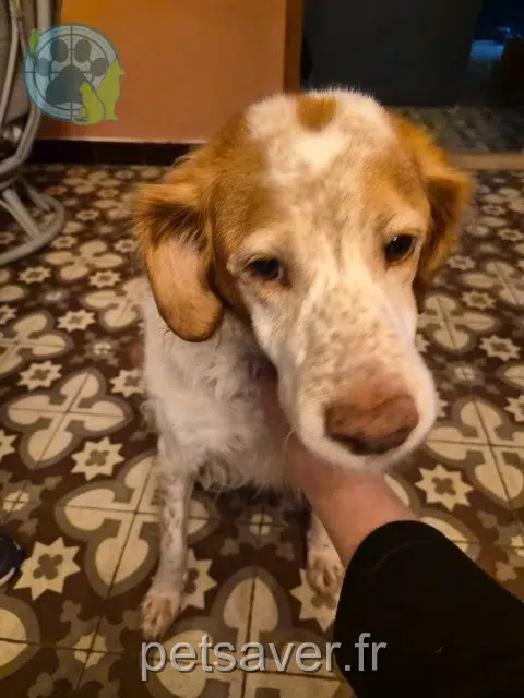 chienne reunited   79330 Geay Sébastien
