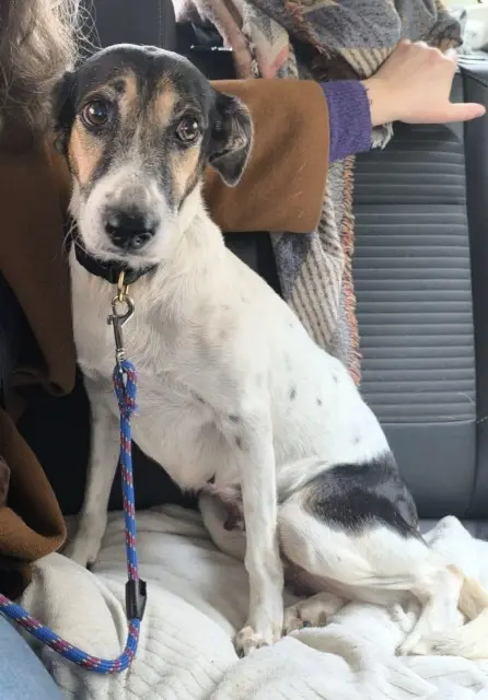 chienne reunited    Amiens Vita