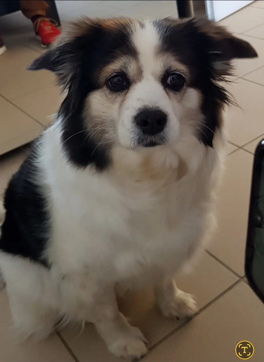 chienne reunited   80640 Thieulloy-l'Abbaye Mia