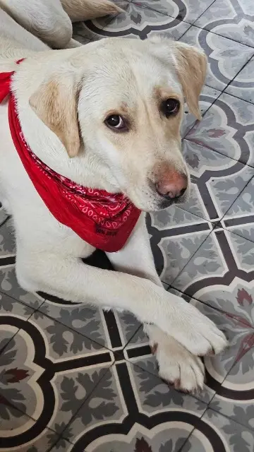 chienne reunited   80220 Bouvaincourt-sur-Bresle Perla