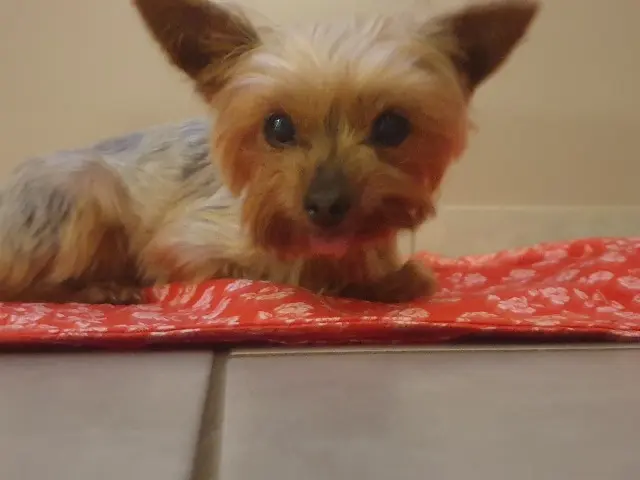 chienne reunited   80460 Friaucourt TINA