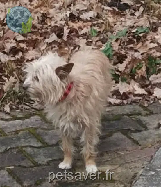 chienne reunited   81500 Massac-Séran Gypsi