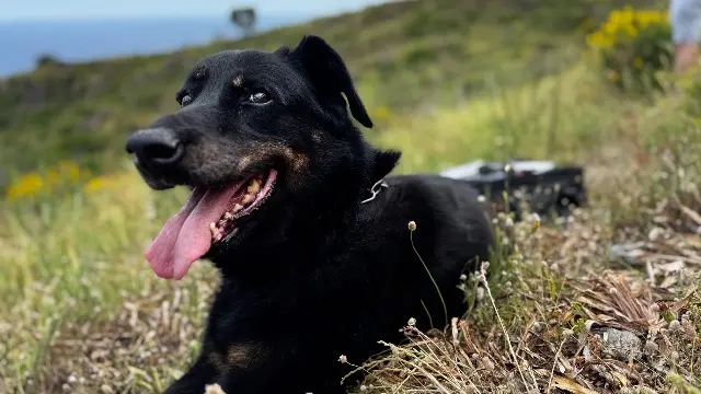 chienne reunited   81370 Saint-Sulpice-la-Pointe Jaya