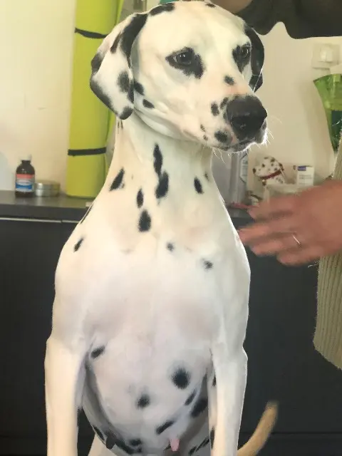 chienne reunited   81470 Lacroisille Le duo Nel et Kendal