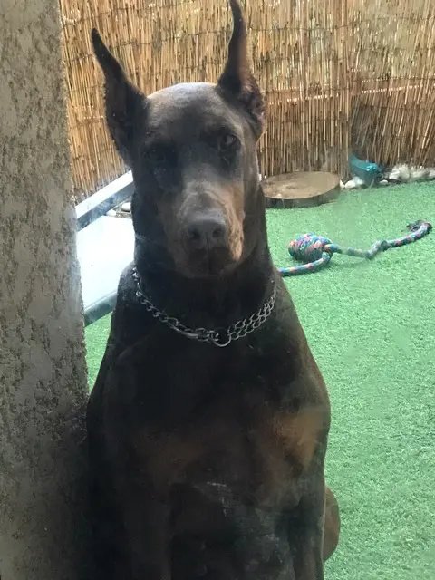 chienne reunited   81000 Albi Mila