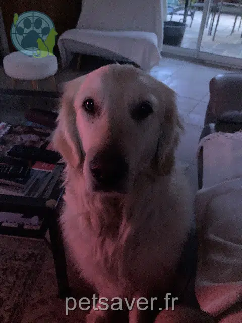 chienne reunited   81800 Rabastens Roxie