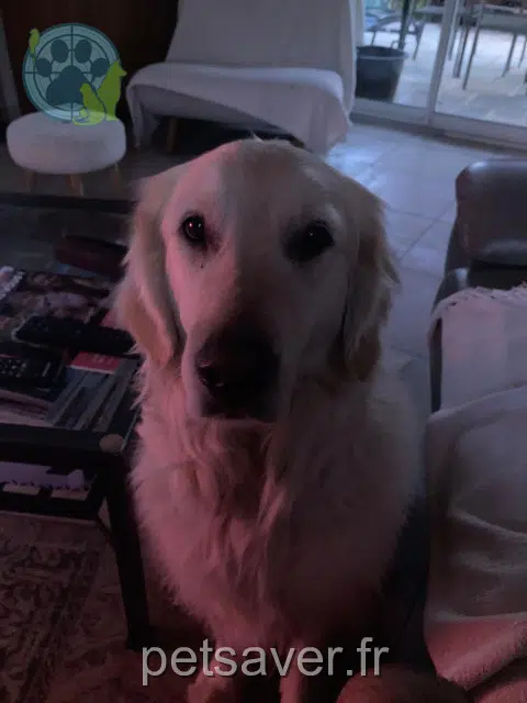 chienne reunited   81800 Rabastens Roxie