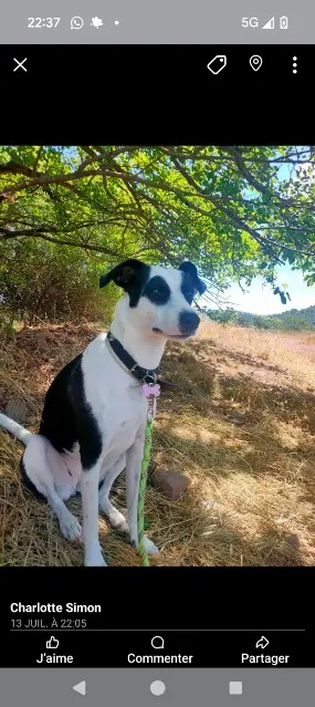 chienne reunited   81600 Técou Venus