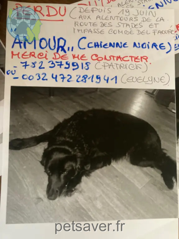 Chienne Perdue 82 Tarn-et-Garonne - Amour Chienne Perdue 82 Tarn-et-Garonne - Amour