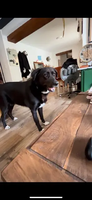 chienne reunited   82710 Bressols Aïko