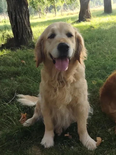 chienne reunited   82130 Lamothe-Capdeville Cassy