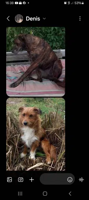 chienne reunited   82210 Saint-Nicolas-de-la-Grave Joy