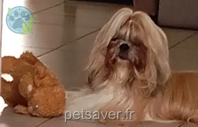 chienne reunited 82170 Grisolles Lancôme