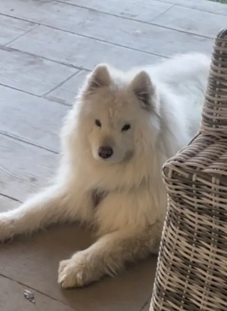 chienne reunited   82000 Montauban Ouchka