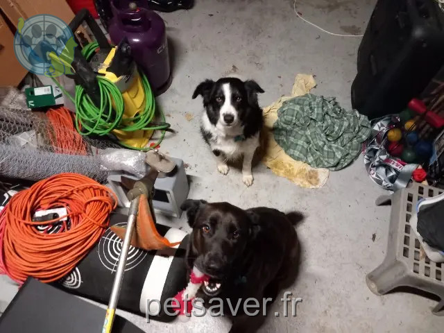 dog reunited 82370 Corbarieu Prim