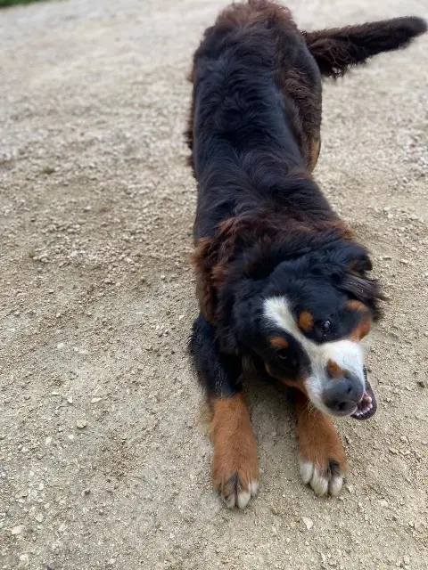 chienne reunited   82130 Villemade Reyva