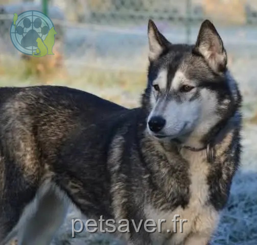 Chienne Perdue 82 Tarn-et-Garonne - Saika Chienne Perdue 82 Tarn-et-Garonne - Saika