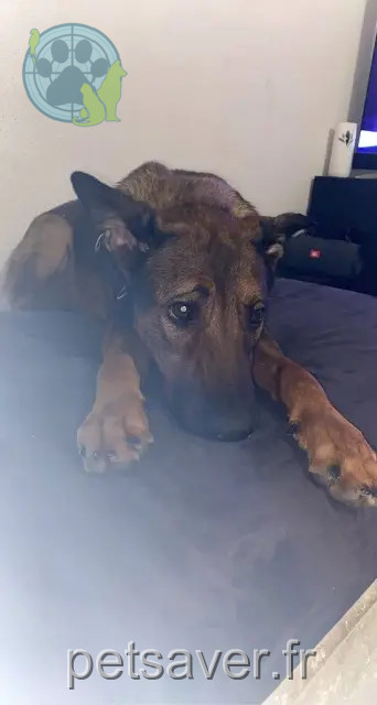 chienne reunited 82700 Montech Sky