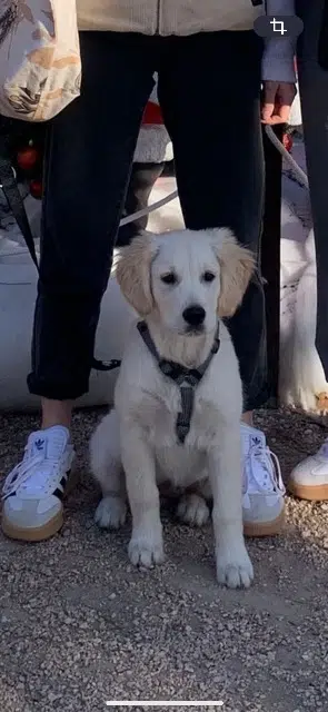 chienne reunited   83630 Aups Aska