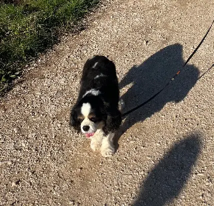 Chienne Perdue 83 Var Chienne Perdue 83 Var