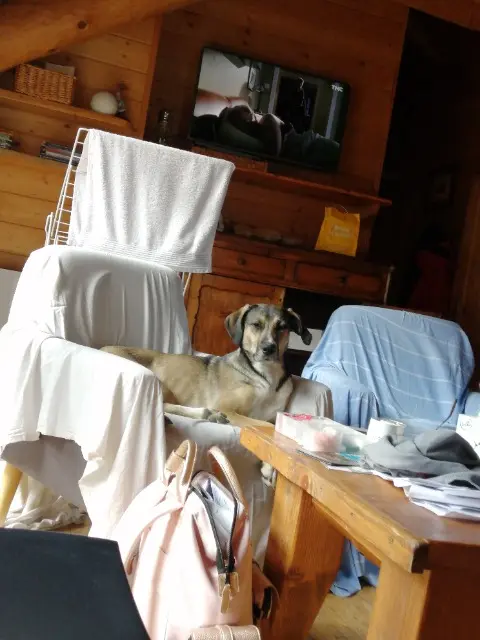 chienne reunited   83510 Lorgues Hoshi