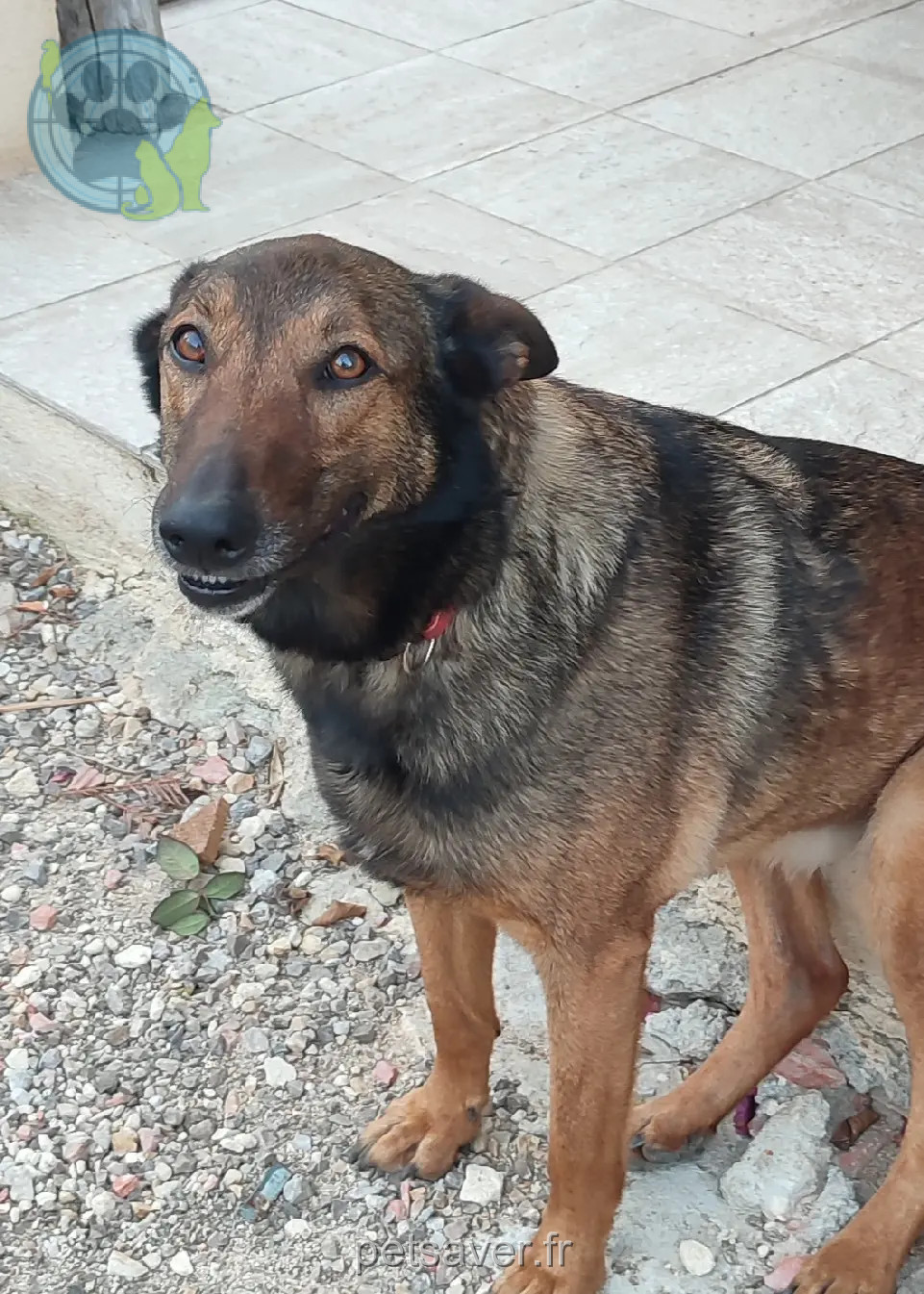Chienne Perdue 83 Var Chienne Perdue 83 Var