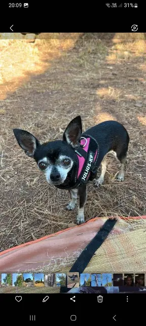 chienne reunited   83660 Carnoules Nala